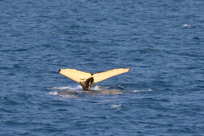 Whale Watching from the Heart of Akureyri - Comfort and boat handling, including why double-hull matters