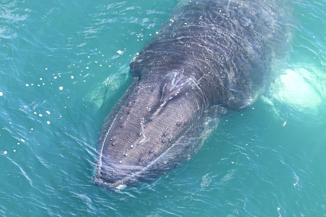 Whale Watching from the Heart of Akureyri - Photos, guidance quality, and how the experience feels when sightings happen