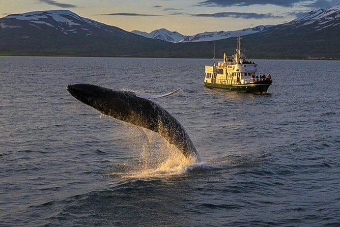 Whale Watching from the Heart of Akureyri - Boarding at Elding Akureyri, and how the boat experience is set up