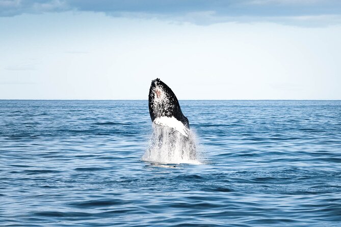Whale Watching in Husavik - Wildlife spotting: what you can realistically see (and how to look)