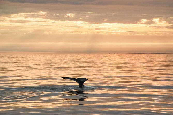 Whale Watching in Husavik - Warm gear, hot cocoa, and the small comfort wins that matter