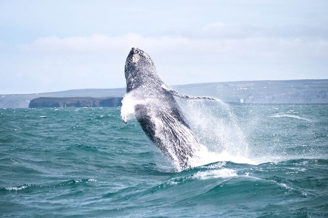 Whale Watching in Husavik - Getting ready at the North Sailing dock, and what to watch for