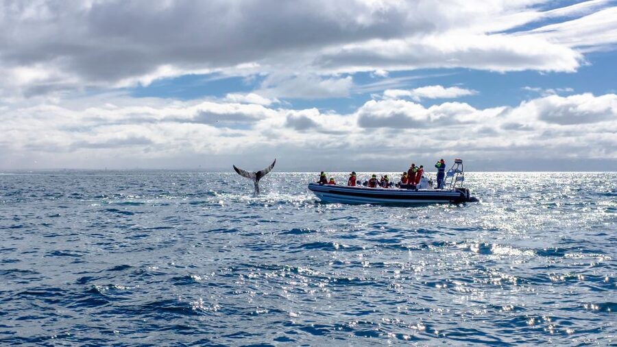 Whale Watching in Reykjavik by Speedboat - Should You Book Whale Watching by Speedboat in Reykjavik?