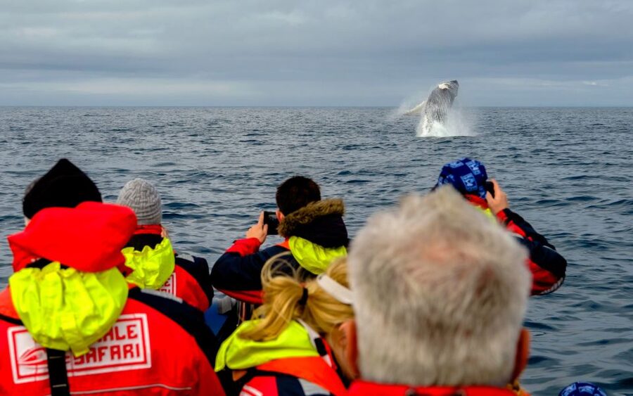 Whale Watching in Reykjavik by Speedboat - Sun Voyager and Harpa From the Water: Shoreline Views You Don’t Get Elsewhere