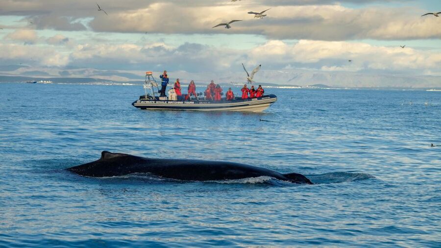 Whale Watching in Reykjavik by Speedboat - Price and Value: Is $200 Worth It in Reykjavik?