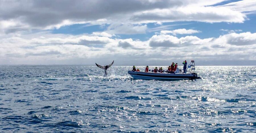 Whale Watching in Reykjavik by Speedboat - Who This Speedboat Tour Fits Best, and Who Should Skip It