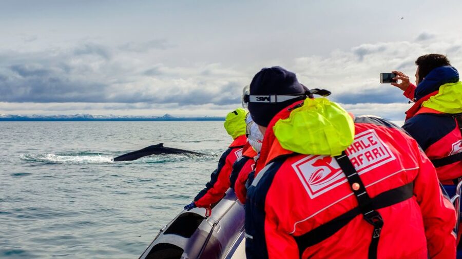 Whale Watching in Reykjavik by Speedboat - The RIB Ride: Coveralls, Shock Seats, and How Comfort Actually Works