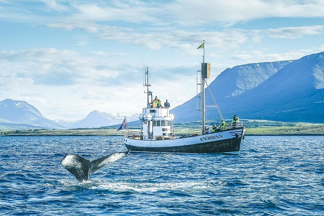 Whale Watching on board a Traditional Oak Boat from Árskógssandur - Warm overalls, cocoa, and the comfort stops that keep you watching