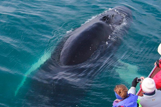 Whale Watching on board a Traditional Oak Boat from Árskógssandur - Price, discounts, and how $99.05 holds up for value