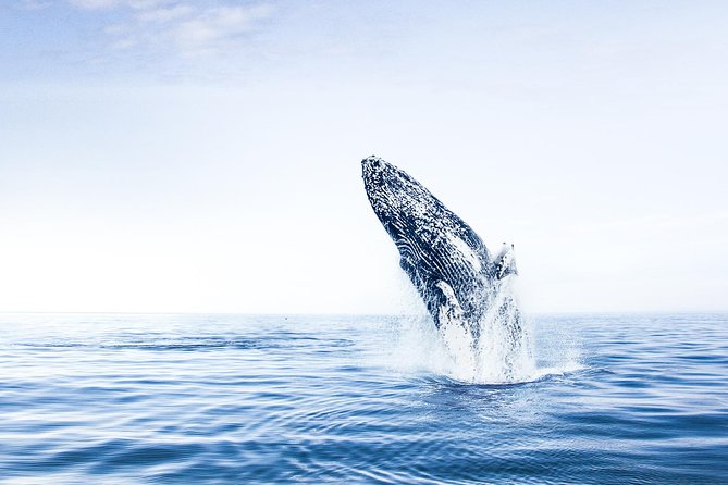 Whale Watching on board a Traditional Oak Boat from Árskógssandur - What the 2.5 hours on the Eyjafjörður fjord is really like