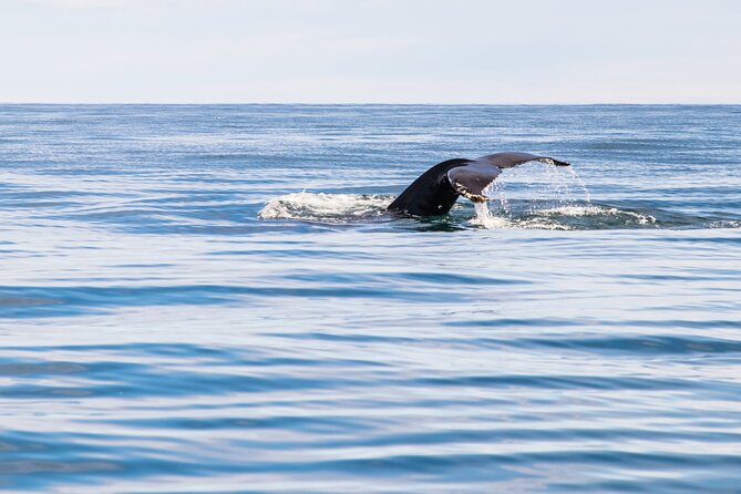 Whale Watching Tour from Akureyri City Central - Wildlife Spotting: What You Can Realistically Expect