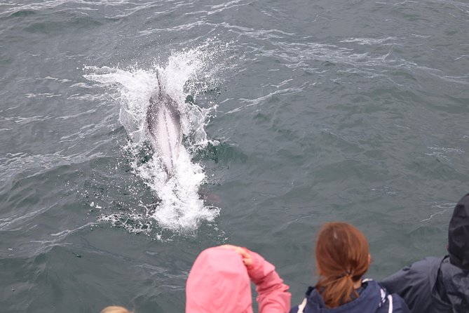 Whale Watching Tour with Professional Guide from Reykjavik - Faxafloi Bay: why this whale watch feels focused