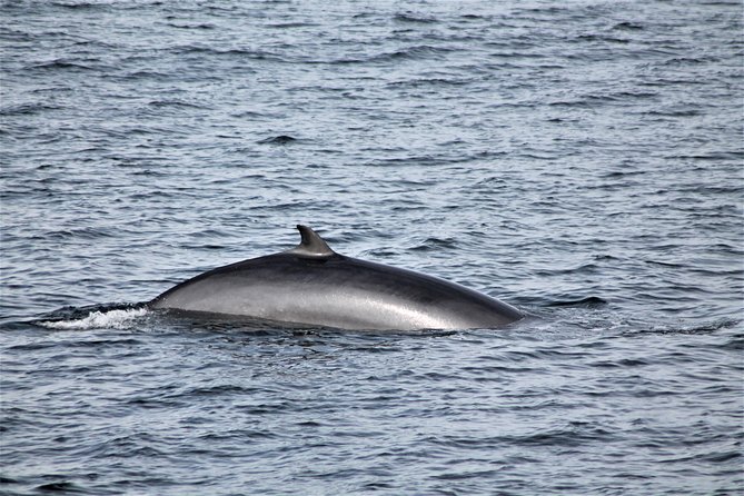 Whale Watching Tour with Professional Guide from Reykjavik - The itinerary, step by step, and what each stop really gives you