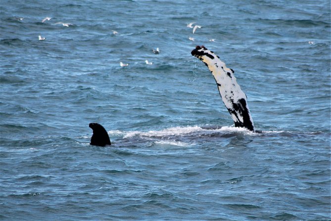 Whale Watching Tour with Professional Guide from Reykjavik - Practical logistics that affect how your day feels