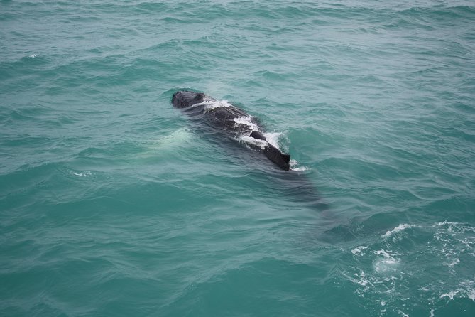 Whale Watching Tour with Professional Guide from Reykjavik - Is this good for families and first-time whale watchers?