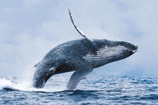 Whale Watching Tour with Professional Guide from Reykjavik - The comfort details that matter in Reykjavik weather
