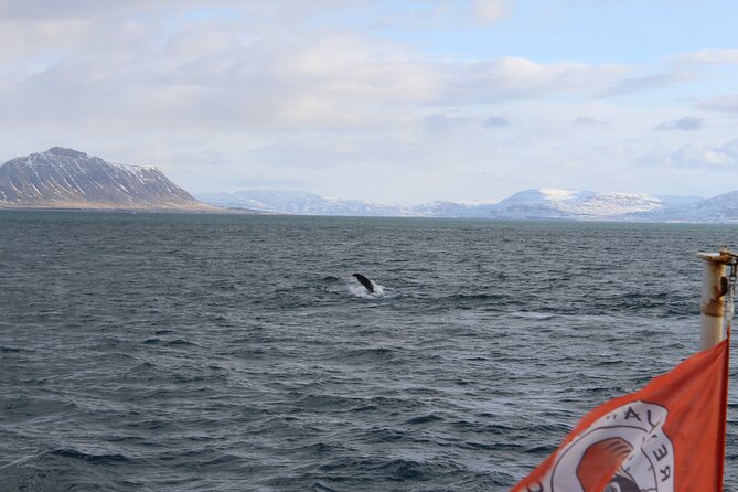 Whale Wonders Morning Expedition from Reykjavík - Key highlights worth knowing before you go