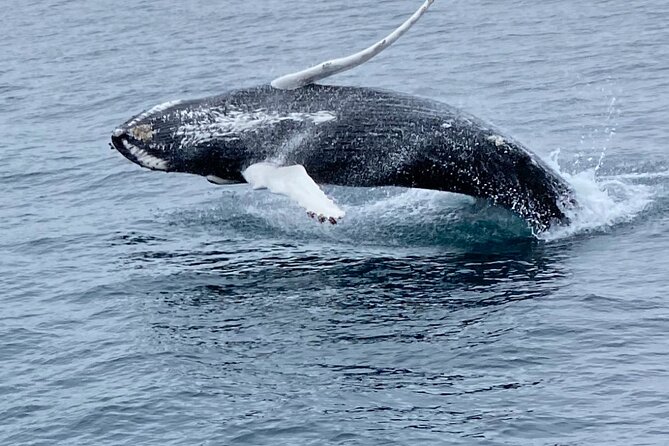 Whale Wonders Morning Expedition from Reykjavík - Timing and the 3.5 hour pace on the water