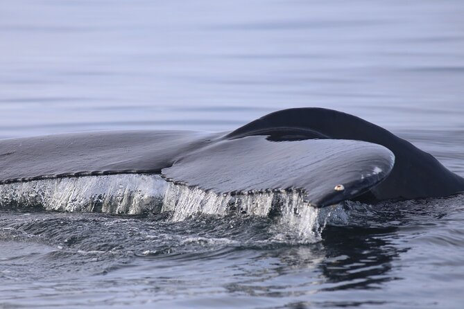 Whale Wonders Morning Expedition from Reykjavík - Boat comfort that actually matters in Iceland