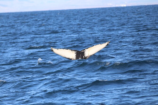 Whale Wonders Morning Expedition from Reykjavík - Deck time vs. indoor time: how to use the boat layout