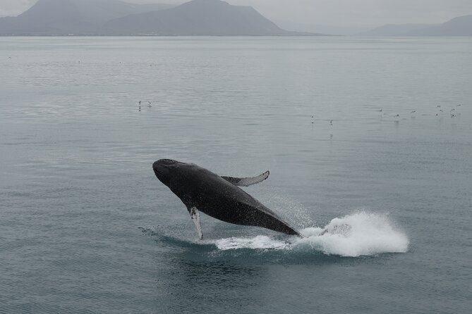Whale Wonders Morning Expedition from Reykjavík - When the weather cancels or sightings are limited