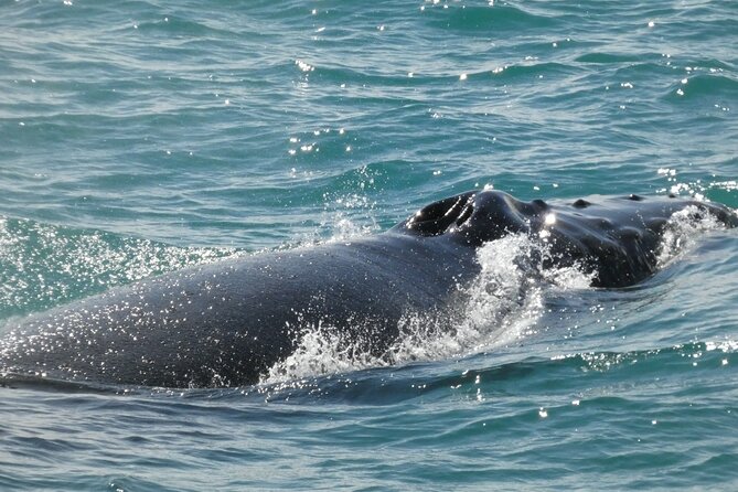 Whale Wonders Morning Expedition from Reykjavík - Value for $97: where the money goes