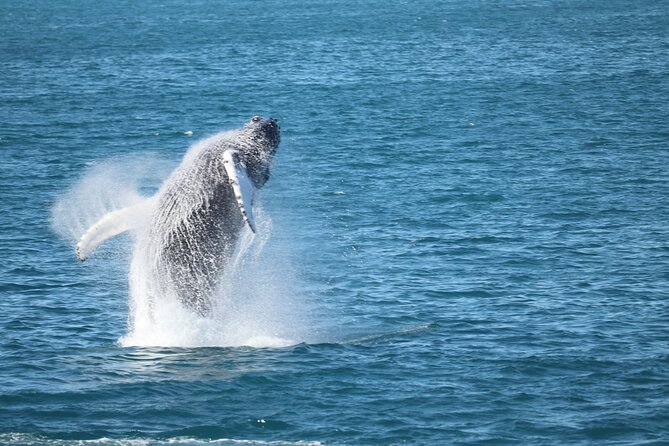 Whale Wonders Morning Expedition from Reykjavík - Faxafloi Bay: the “why here” part of Reykjavik whale watching