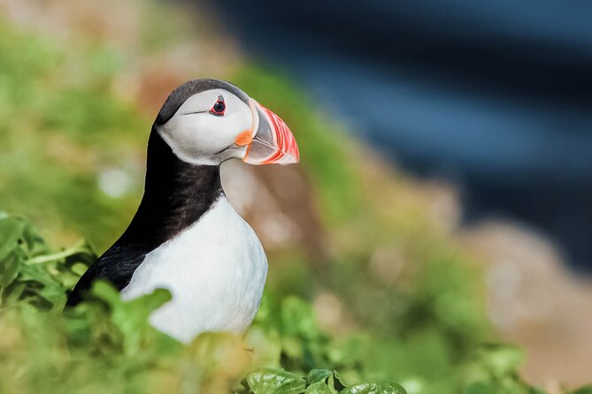 Whales and Puffins Tour from Husavik - Key things I think you should know before you go