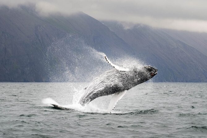 Whales and Puffins Tour from Husavik - The puffin stop: what you should look for near the colony