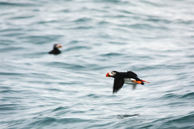 Whales and Puffins Tour from Husavik - Whale watching after puffins: what Skjálfandi Bay can offer