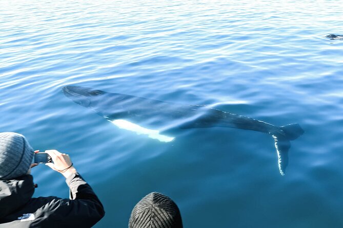 Whales and Puffins Tour from Husavik - How the 3.5 hours typically flow on the water