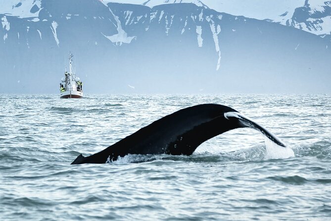 Whales and Puffins Tour from Husavik - Where value shows up: price, duration, and what you get