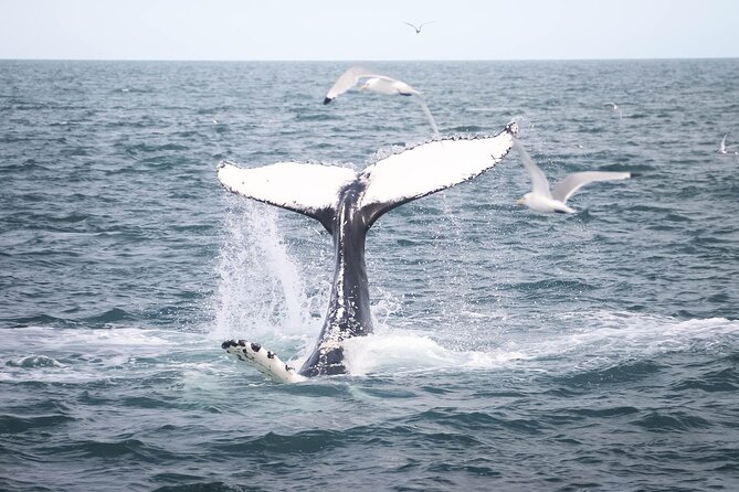 Whales and Puffins Tour from Husavik - The boat setup: warm overalls and a comfort-first approach