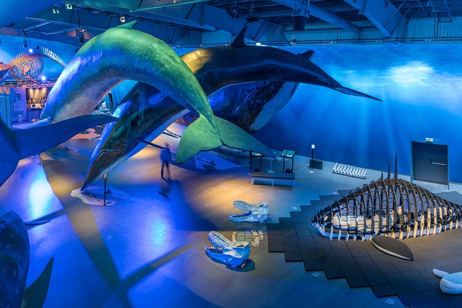 Whales Of Iceland Admission Ticket - Key highlights you will care about