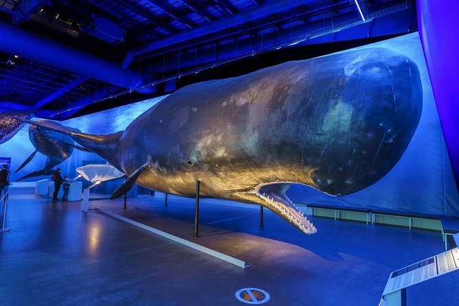 Whales Of Iceland Admission Ticket - Whales of Iceland Ticket Basics in Reykjavik