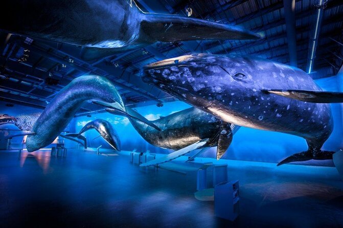 Whales Of Iceland Admission Ticket - The Stop That Everyone Mentions: Fin Whale Theatre Documentaries