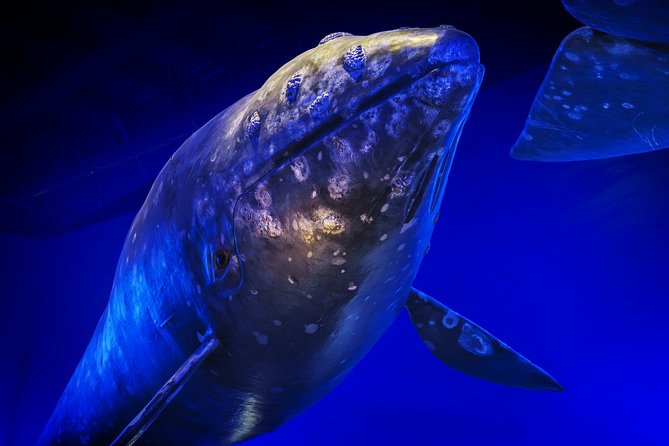 Whales Of Iceland Admission Ticket - Audio Guide in 17 Languages: How to Use It Well