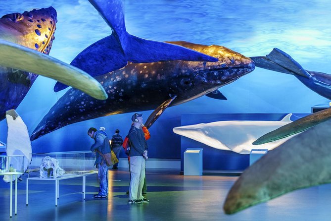 Whales Of Iceland Admission Ticket - Who Should Book This Ticket (and Who Might Skip It)