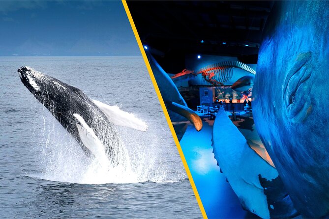Whales of Iceland from Land and Sea - Why this land-and-sea whale combo works in Reykjavik