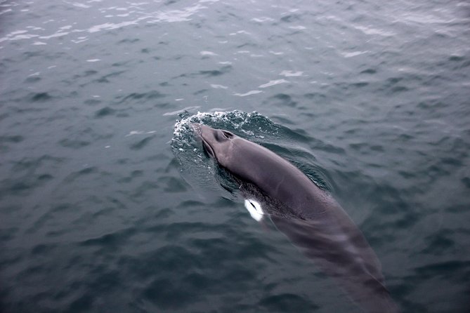 Whales of Iceland from Land and Sea - On the boat: safety briefing, coveralls, and heated comfort