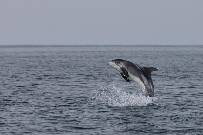Whales of Iceland from Land and Sea - What you’re actually scanning for in Faxaflói Bay