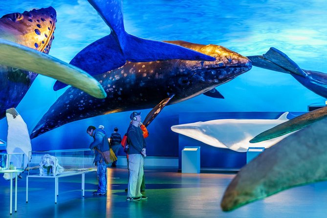 Whales of Iceland from Land and Sea - The Whales of Iceland museum: why it makes your sightings make sense