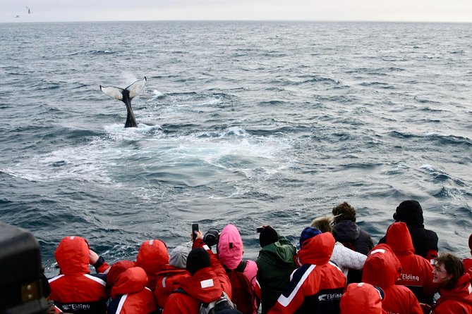 Winter Whale Watching and Northern Lights Cruise from Reykjavik - The Northern Lights cruise: aurora hunting from a boat