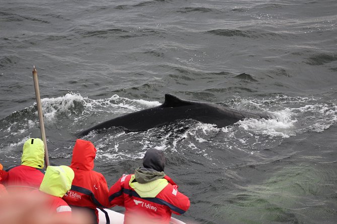 Winter Whale Watching and Northern Lights Cruise from Reykjavik - Gear and comfort: how to stay warm without overthinking it