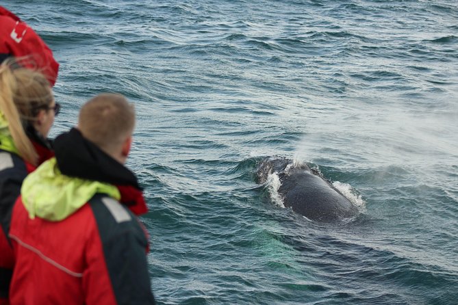 Winter Whale Watching and Northern Lights Cruise from Reykjavik - Boat viewing strategy: how to actually enjoy what you paid for